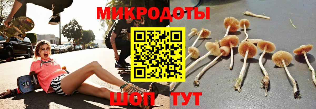 Пугачёв  Галлюциногенные грибы Psilocybine cubensis  Вход с VPN 